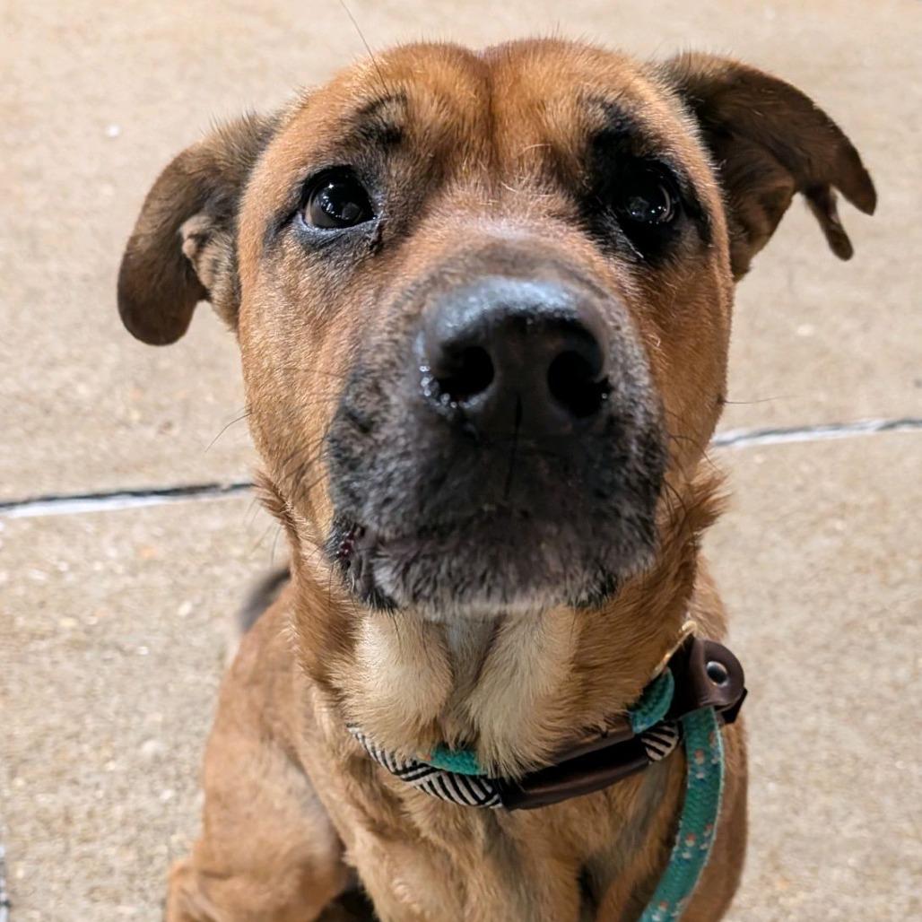 Scooby Doo Doo — thumbnail 3