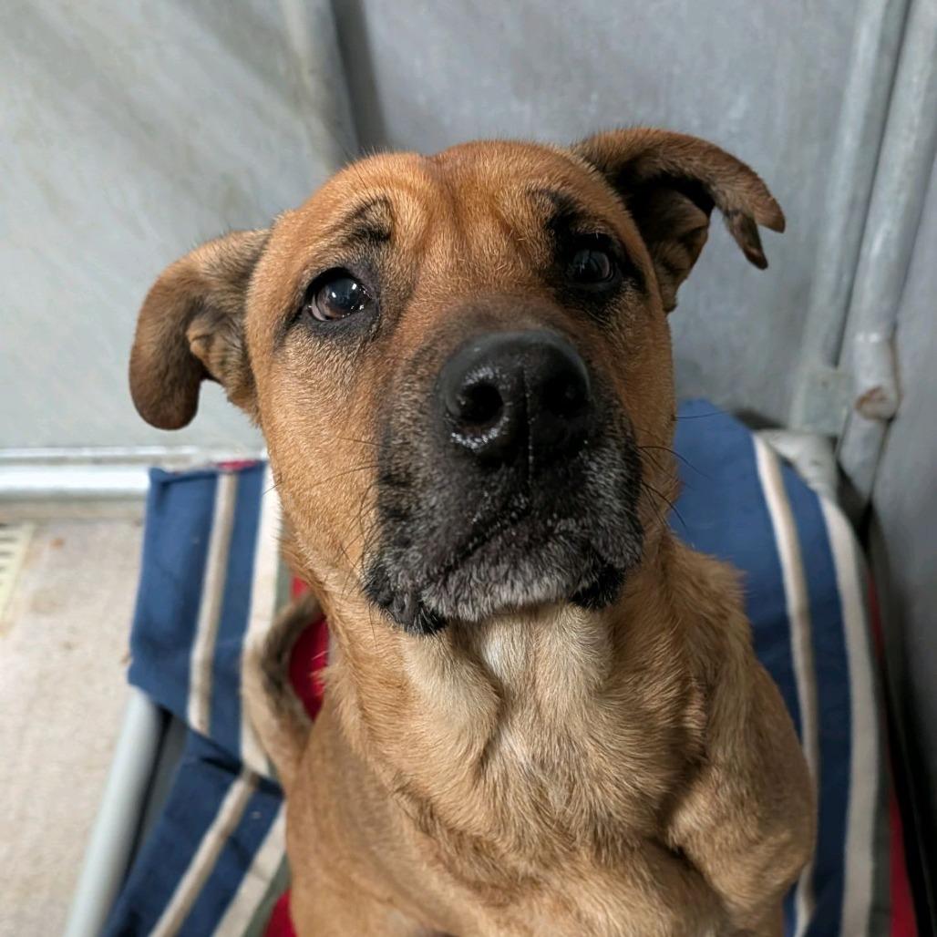 Scooby Doo Doo — thumbnail 4