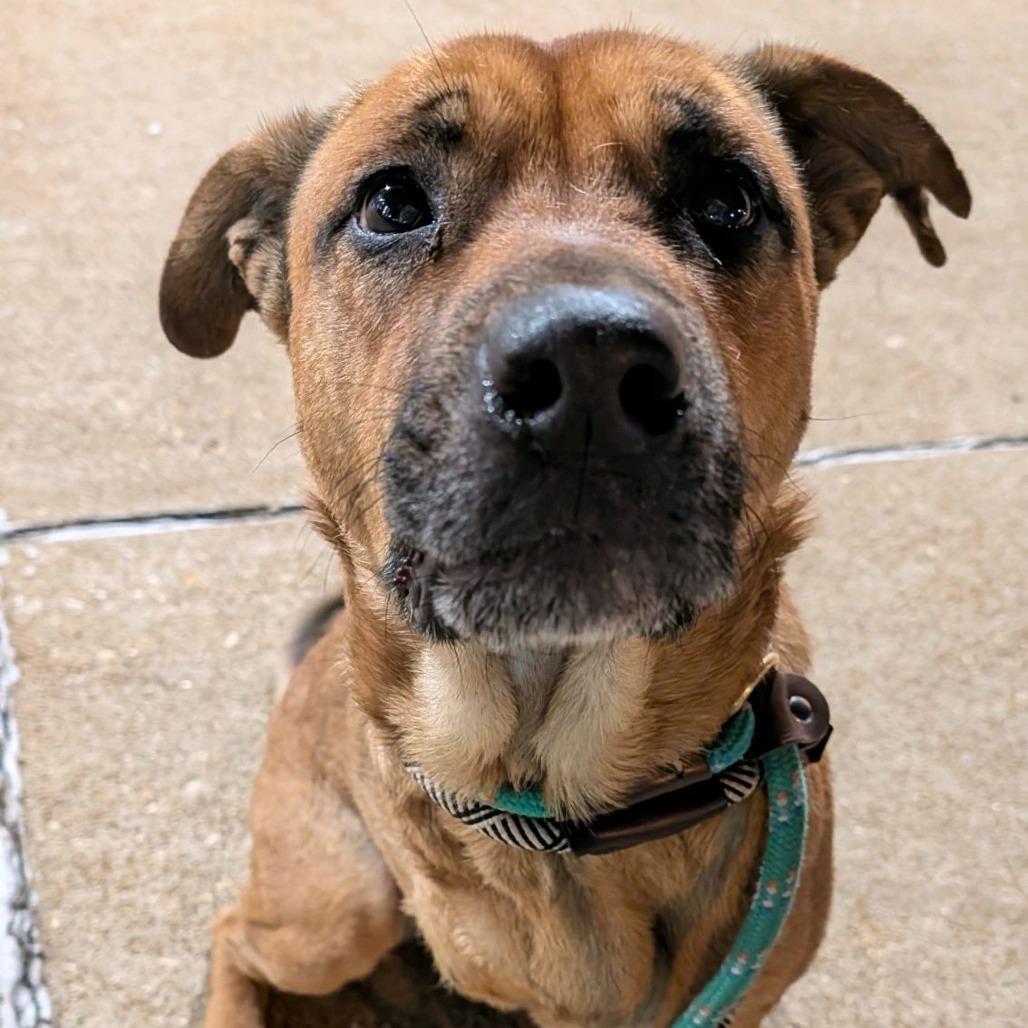 Scooby Doo Doo — thumbnail 5