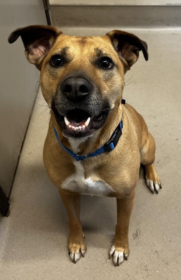 Duke, Adoptable, Adult Male Pit Bull Terrier.