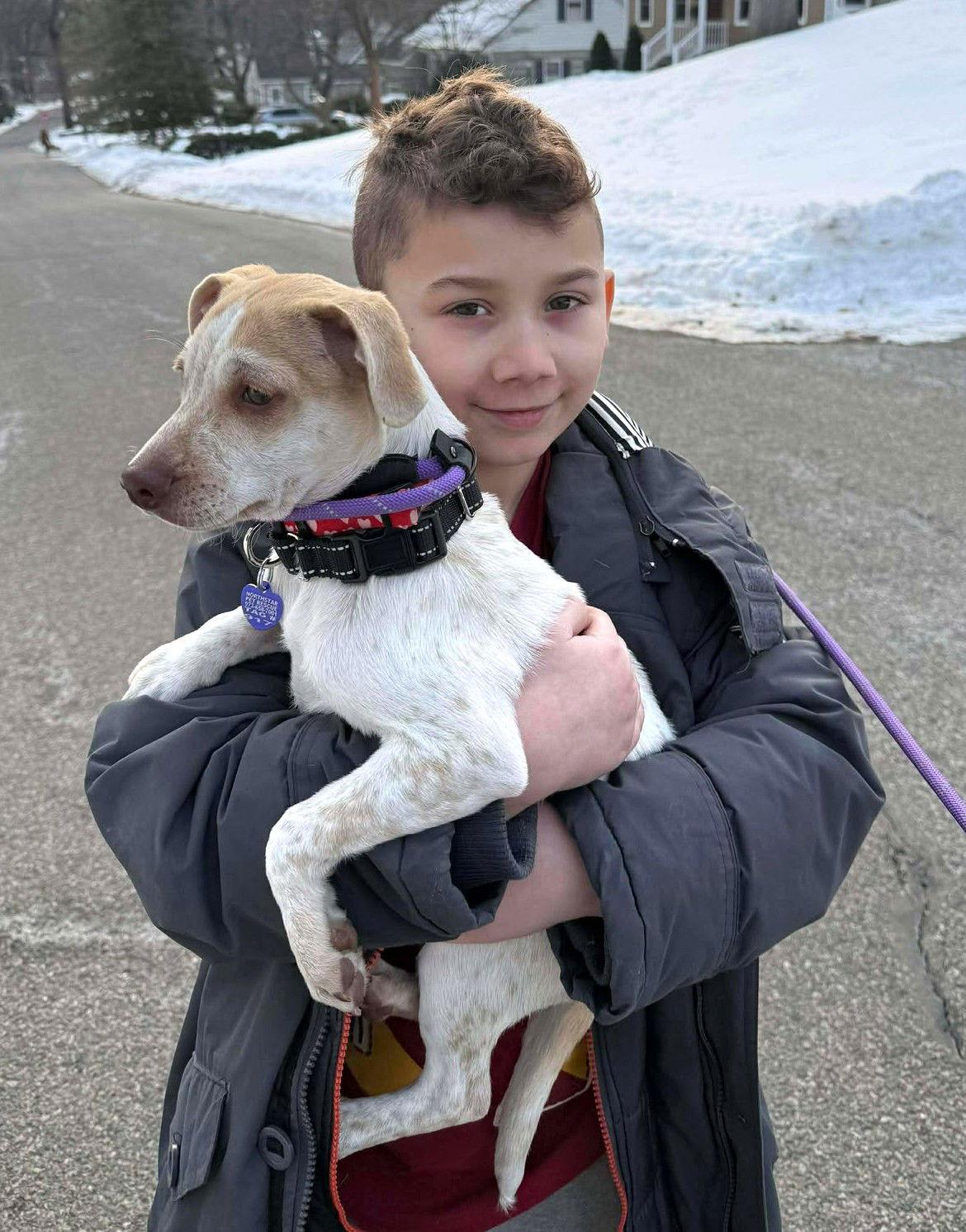 Heather's Cashew TX, Adoptable, Puppy Male Chihuahua & Cattle Dog.