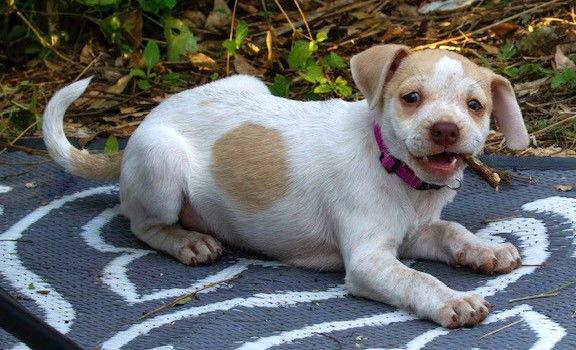 Heather's Cashew TX, Adoptable, Puppy Male Chihuahua & Cattle Dog.