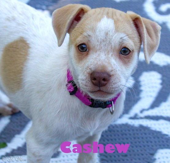 Enlarge Heather's Cashew TX, a Adoptable mixed breed in Boonton, NJ image 2/3