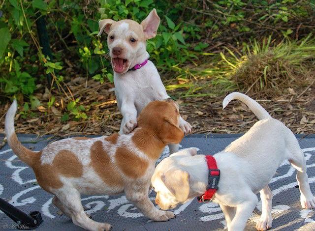 Enlarge Heather's Cashew TX, a Adoptable mixed breed in Boonton, NJ image 3/3