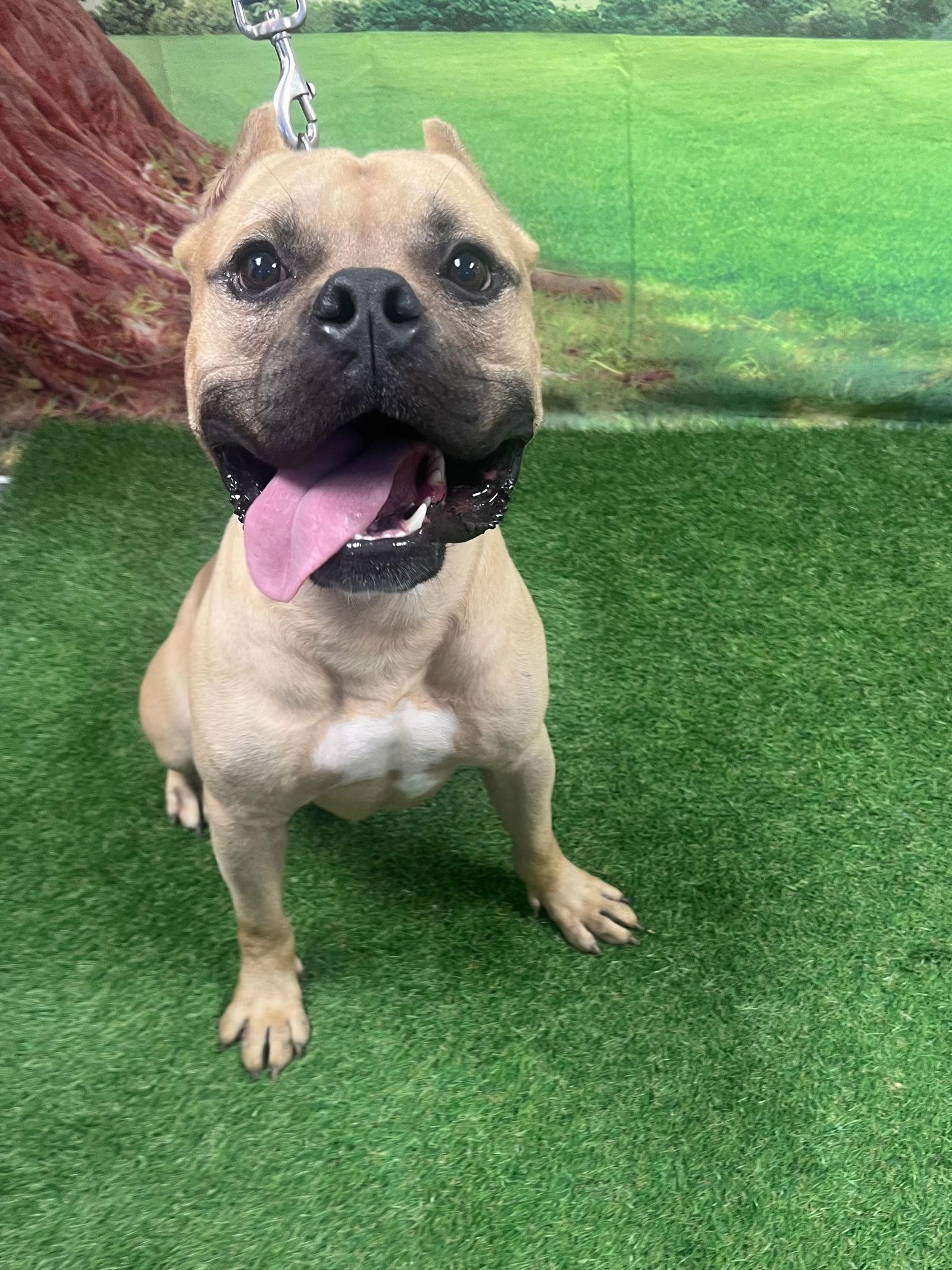 Enlarge Simon, a Adopted Terrier in Euless, TX image 1/3