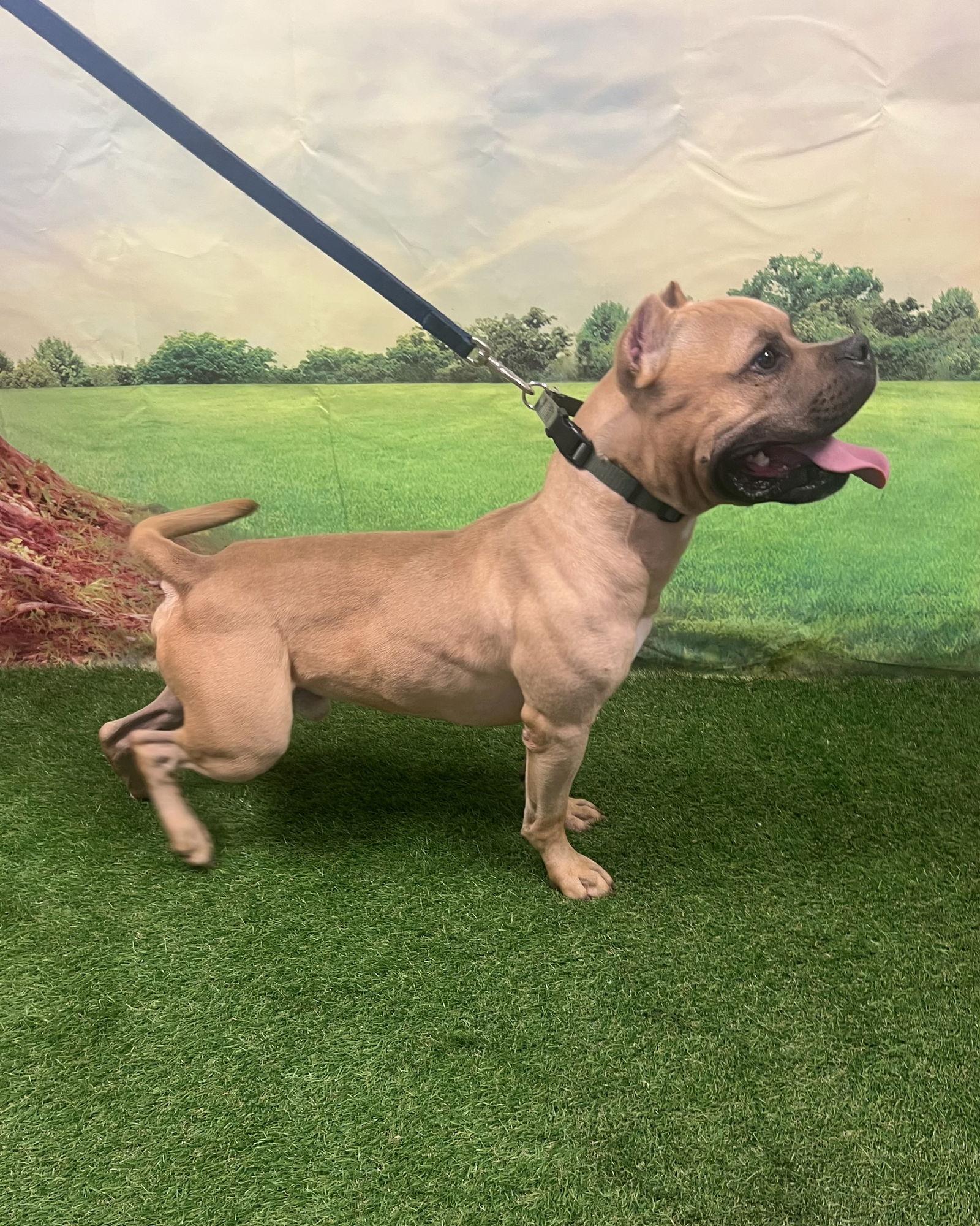 Enlarge Simon, a Adopted Terrier in Euless, TX image 2/3