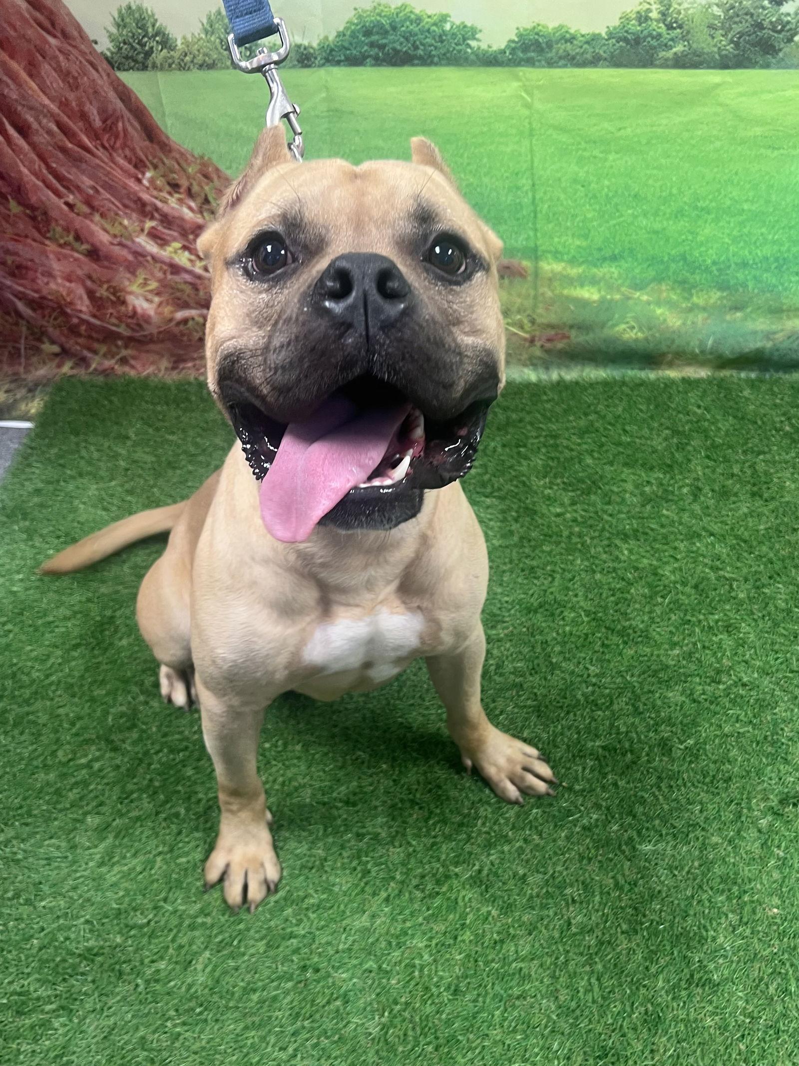 Simon, Adopted, Young Male Terrier.