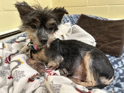 Sprocket — thumbnail 2