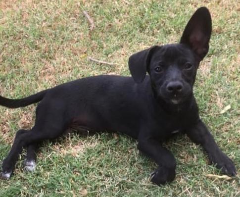 Enlarge Tucker, a Adopted mixed breed in Crosbyton, TX image 1/1