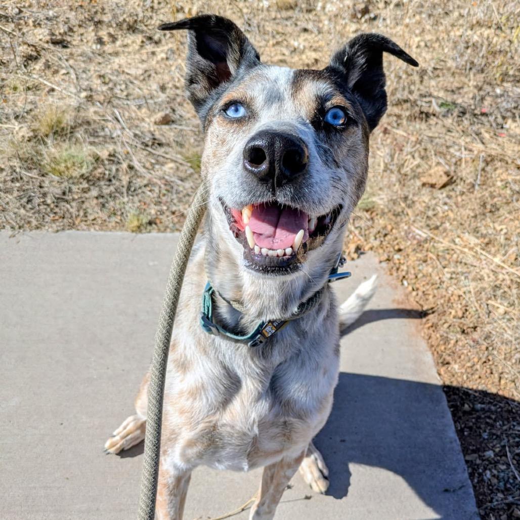 Ash - Eyes to Melt For! Adopt $50!, Adoptable, Adult Male Australian Cattle Dog / Blue Heeler.