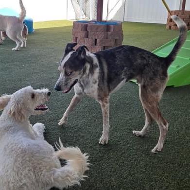 Ash - Eyes to Melt For! Adopt $50!, a Adoptable Australian Cattle Dog / Blue Heeler in Flagstaff, AZ image 3/6