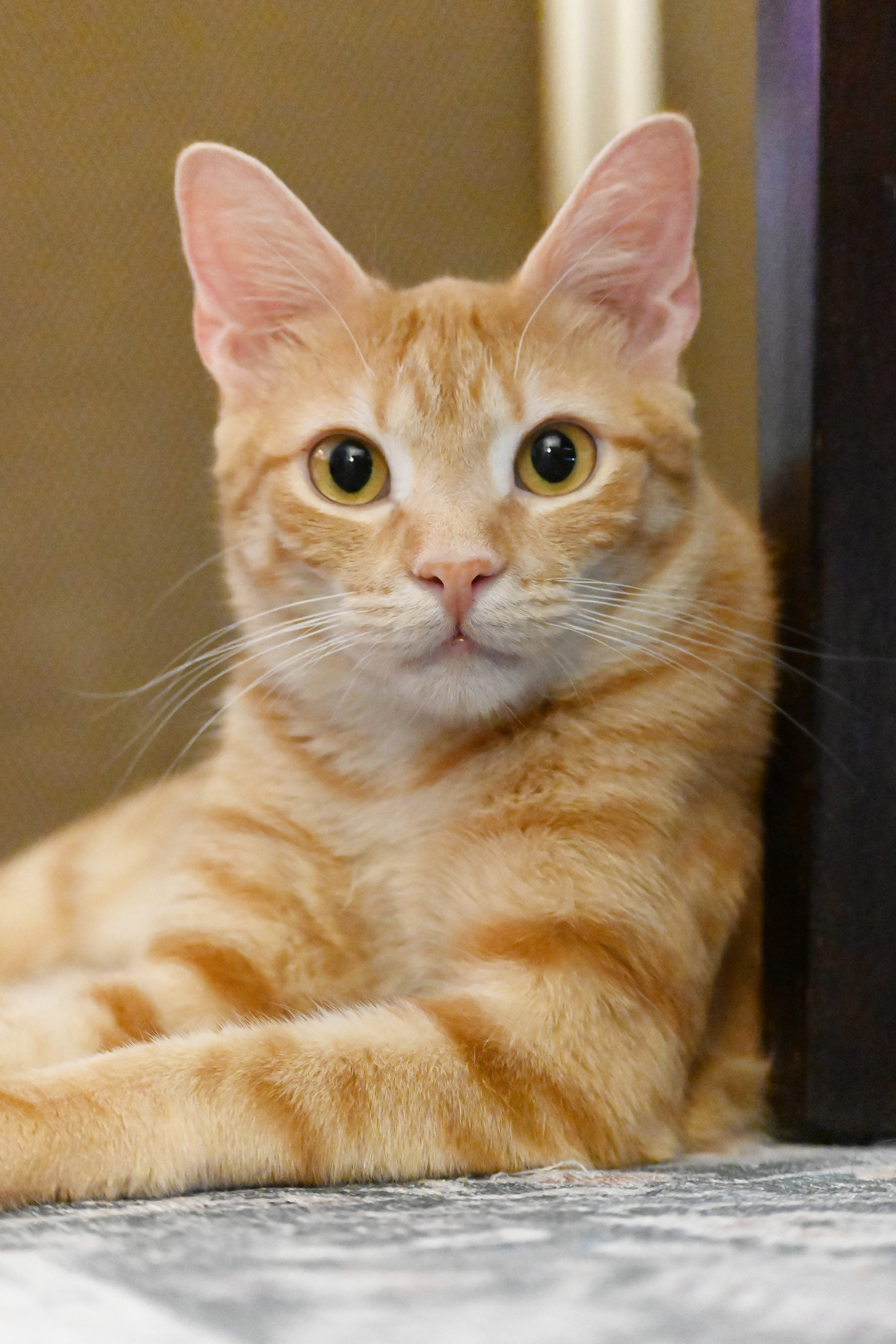 Enlarge Growler, a Adoptable Domestic Short Hair in Orlando, FL image 4/5