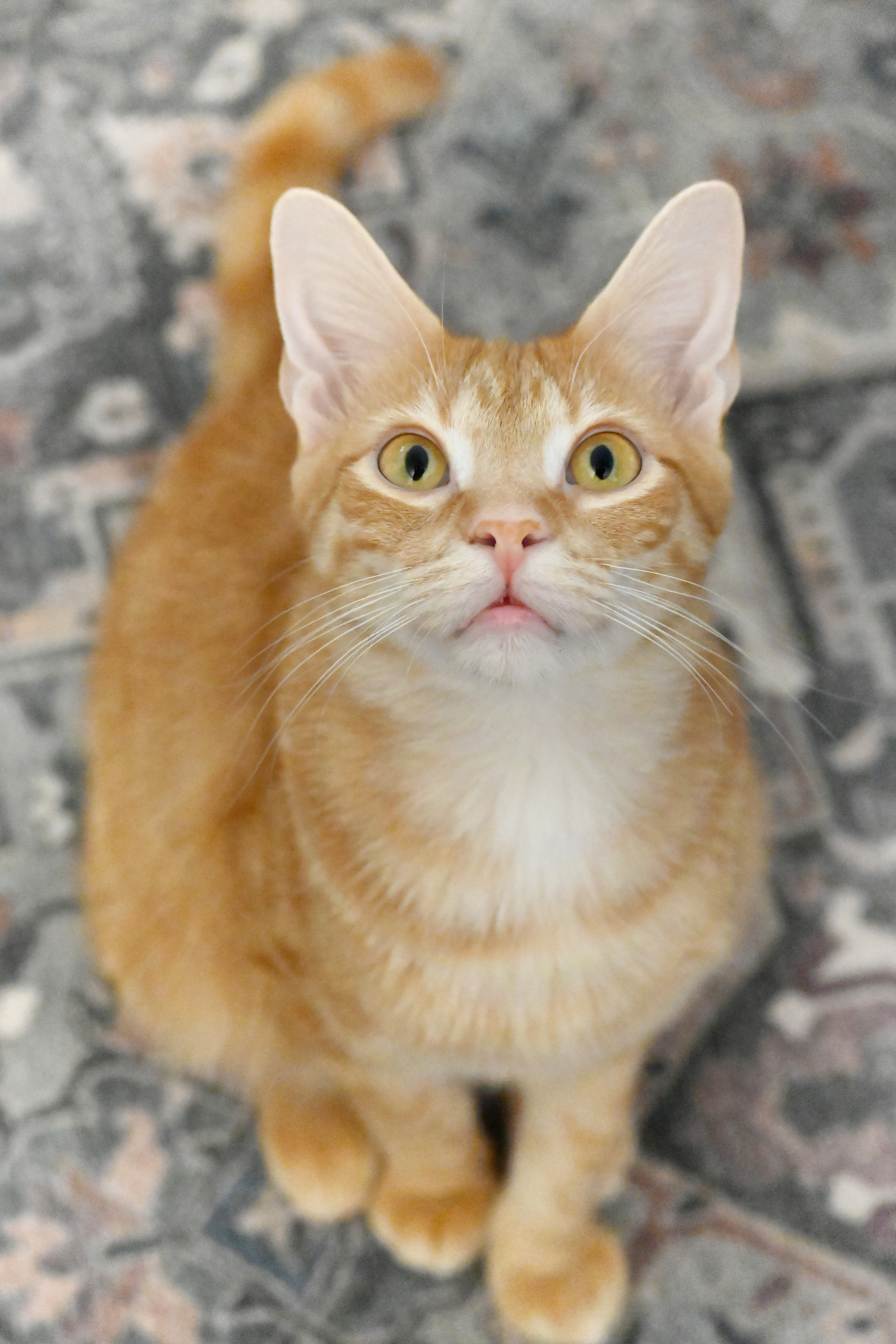 Growler, Adoptable, Adult Male Domestic Short Hair.