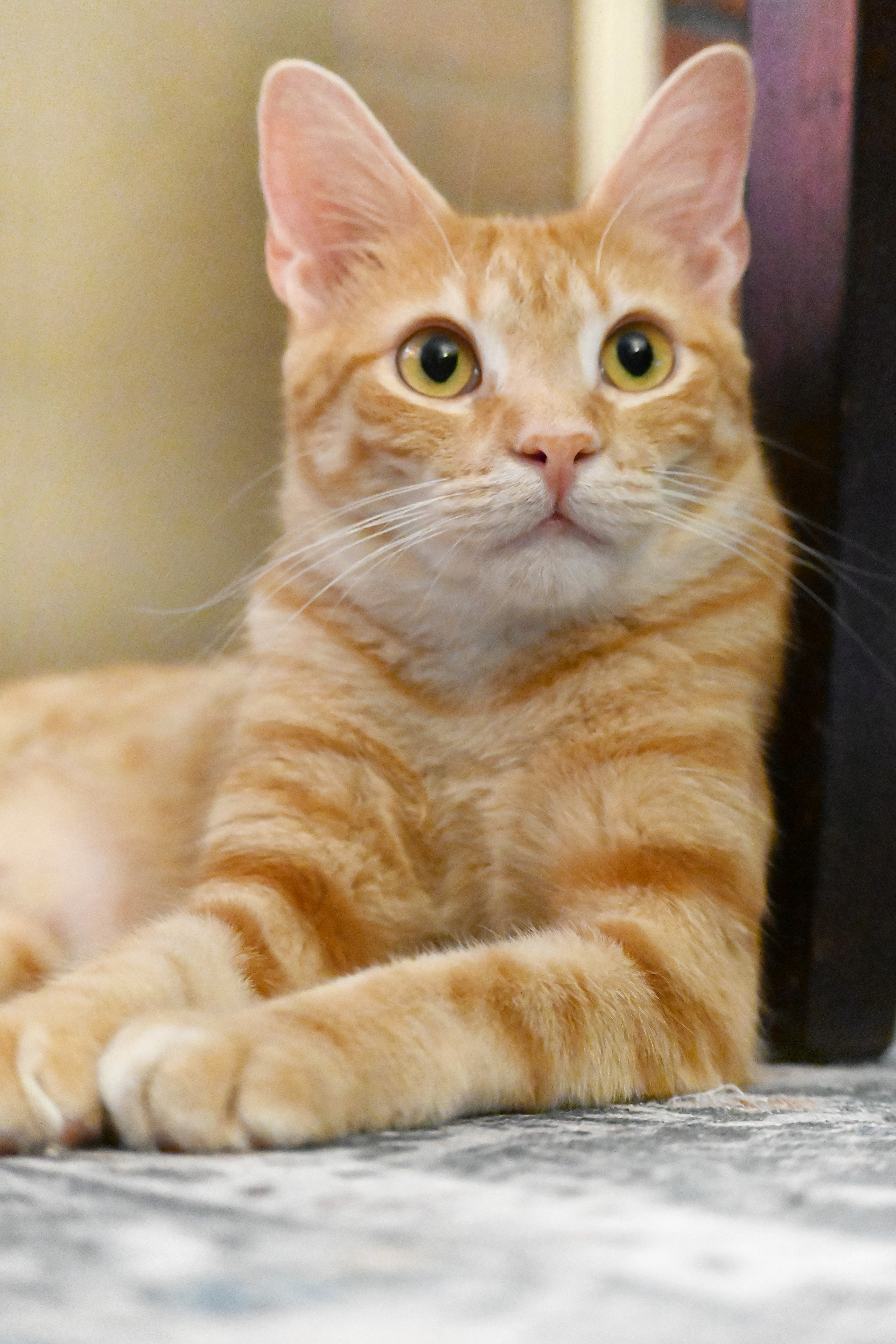 Enlarge Growler, a Adoptable Domestic Short Hair in Orlando, FL image 5/5