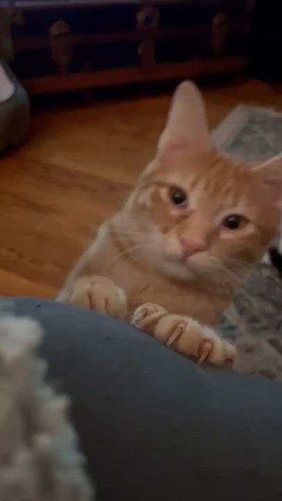 Enlarge Growler, a Adoptable Domestic Short Hair in Orlando, FL video 2/5