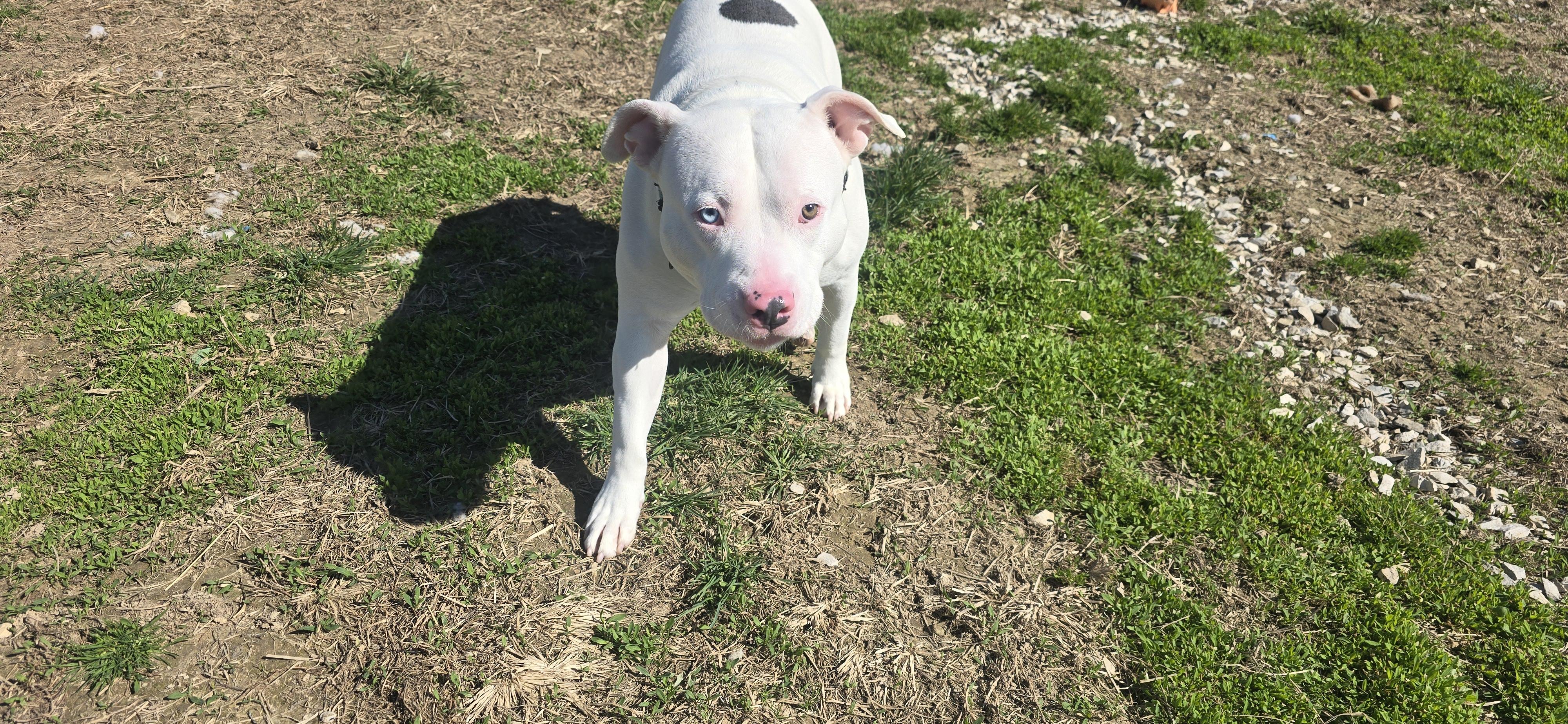 Enlarge Kane, a ADOPTABLE American Bully in Petersburg, IN image 2/2