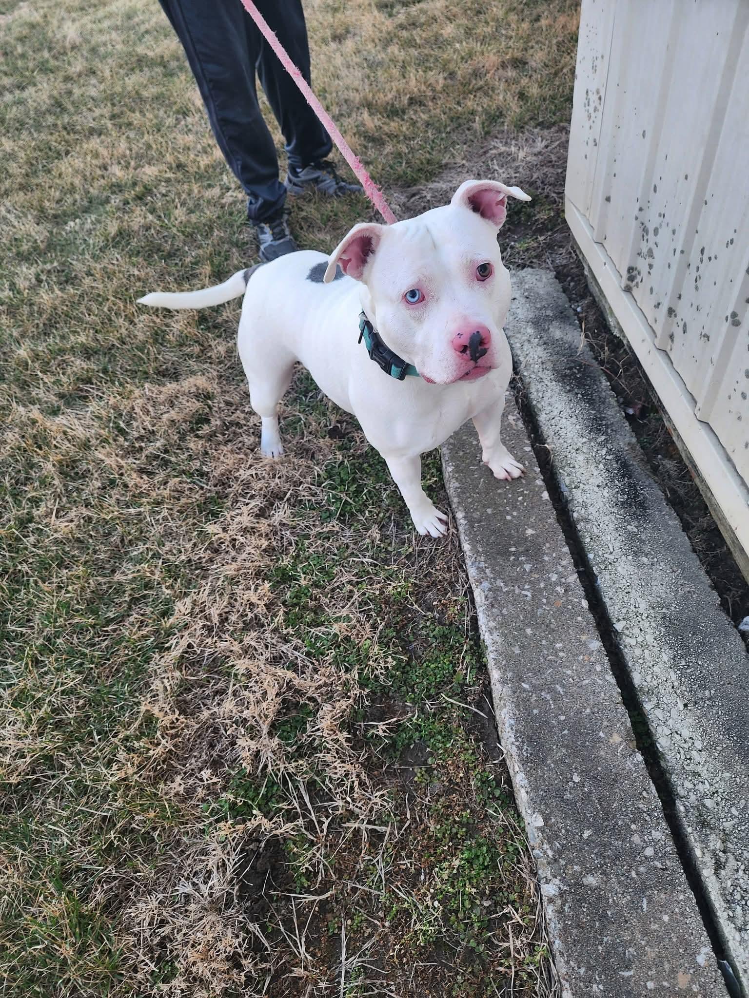 Enlarge Kane, a ADOPTABLE American Bully in Petersburg, IN image 1/2