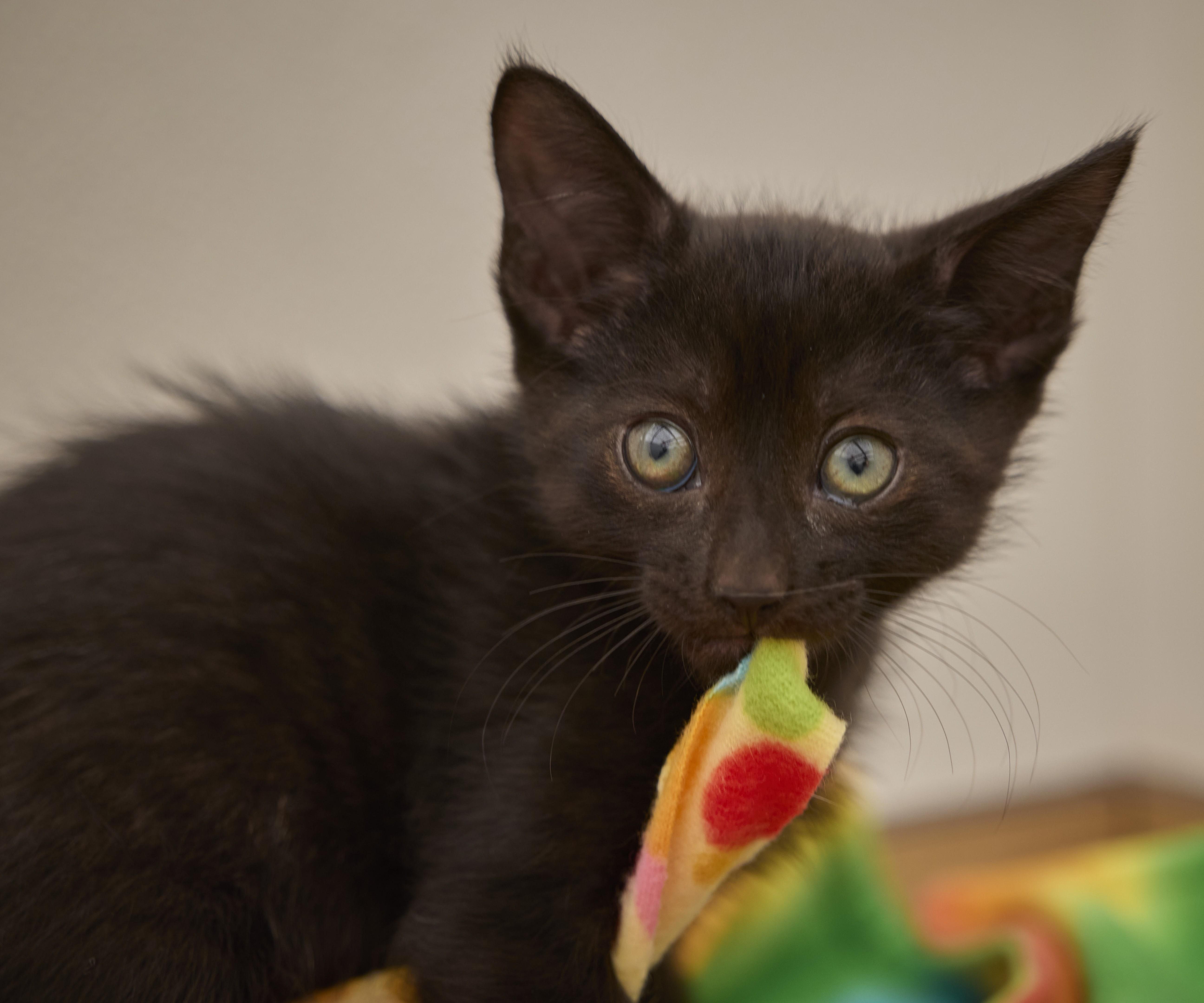 Enlarge Jag, a Adopted Domestic Short Hair in Santa Barbara, CA image 2/3