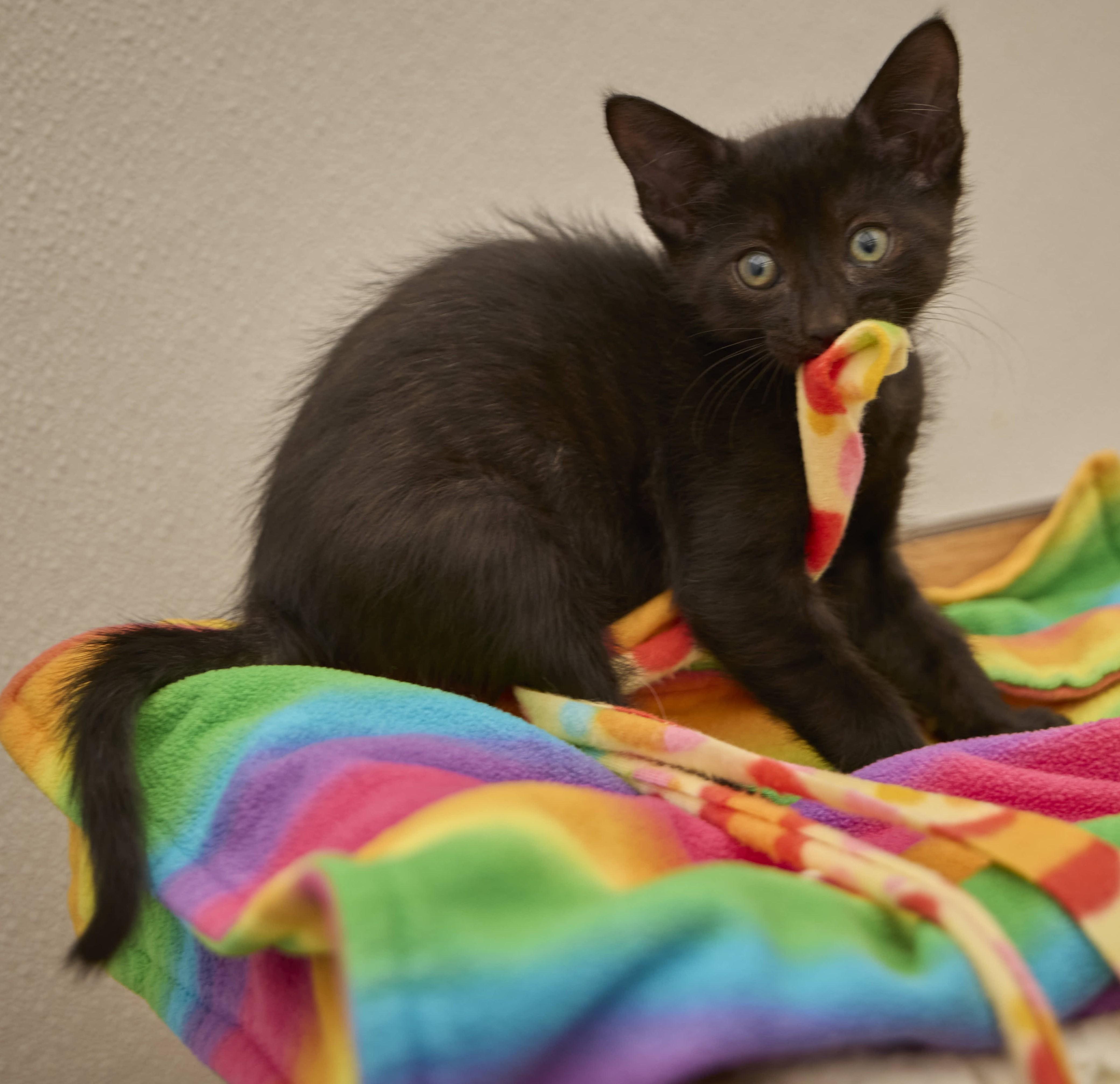 Enlarge Jag, a Adopted Domestic Short Hair in Santa Barbara, CA image 1/3