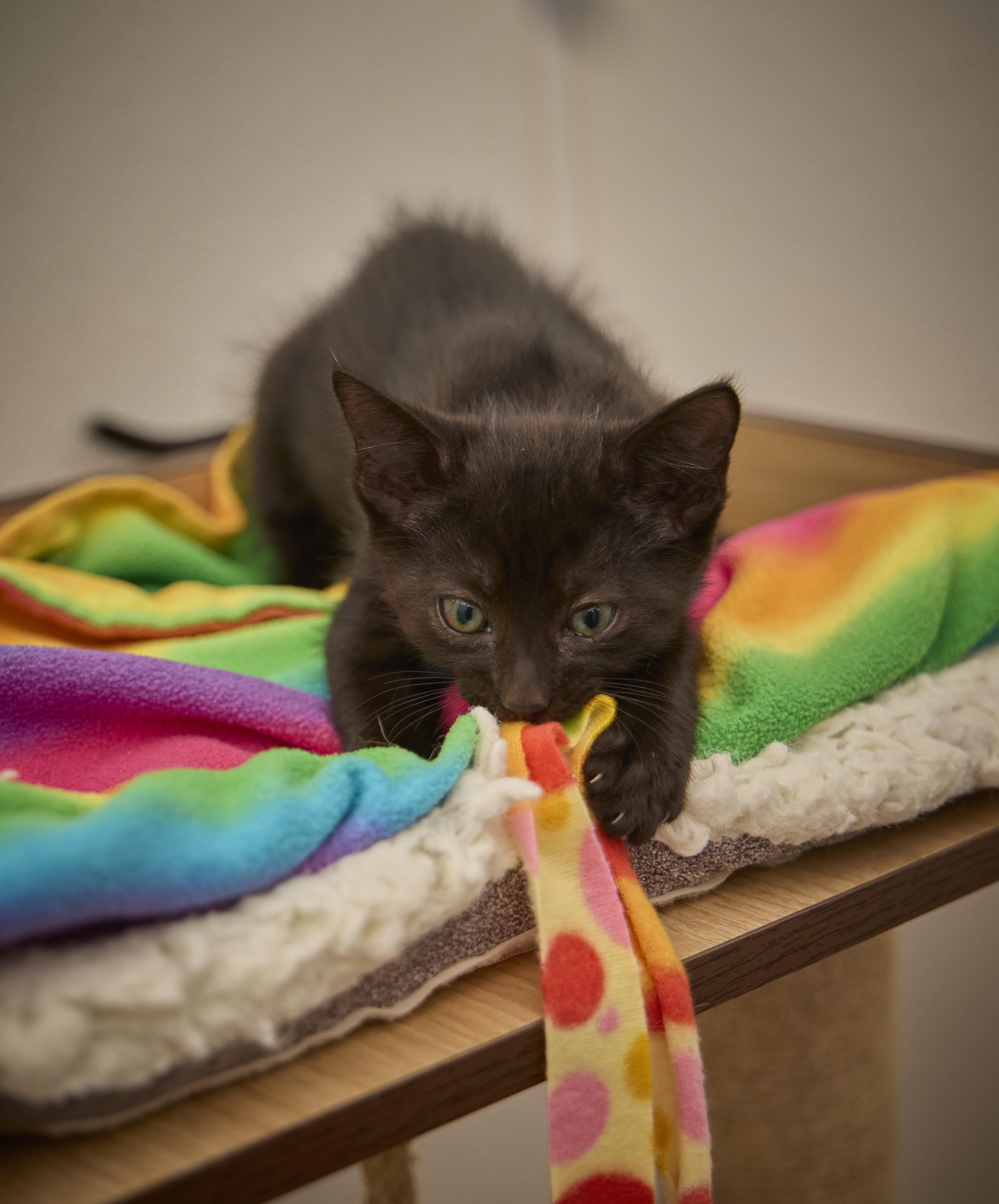 Enlarge Jag, a Adopted Domestic Short Hair in Santa Barbara, CA image 3/3