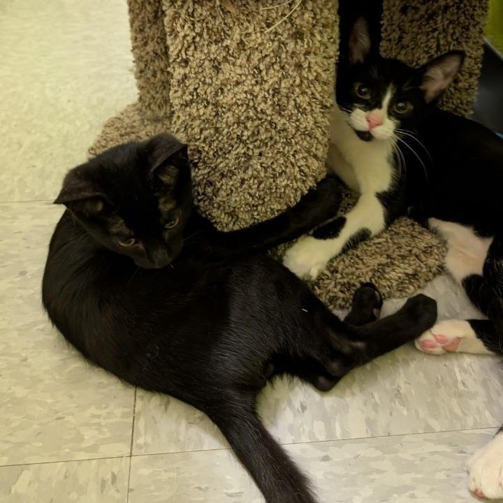 Tucker, Adoptable, Kitten Male Domestic Short Hair.