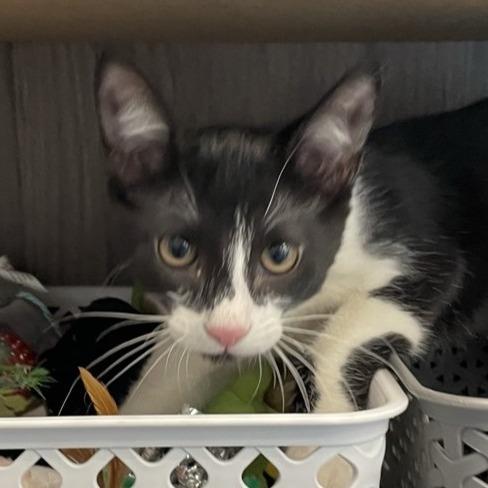 Tucker, a Adoptable Domestic Short Hair in League City, TX image 2/6