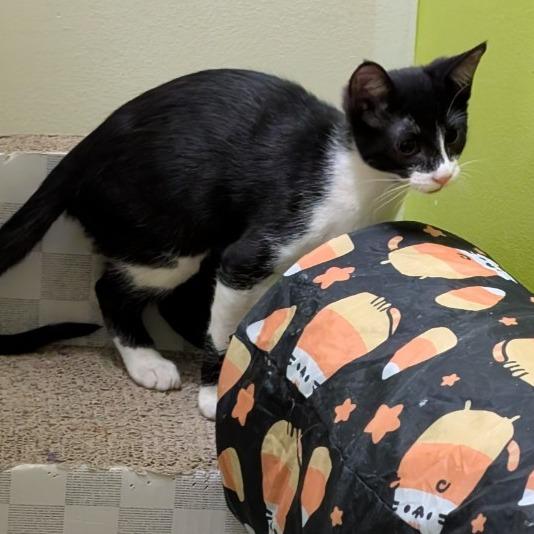 Tucker, a Adoptable Domestic Short Hair in League City, TX image 3/6