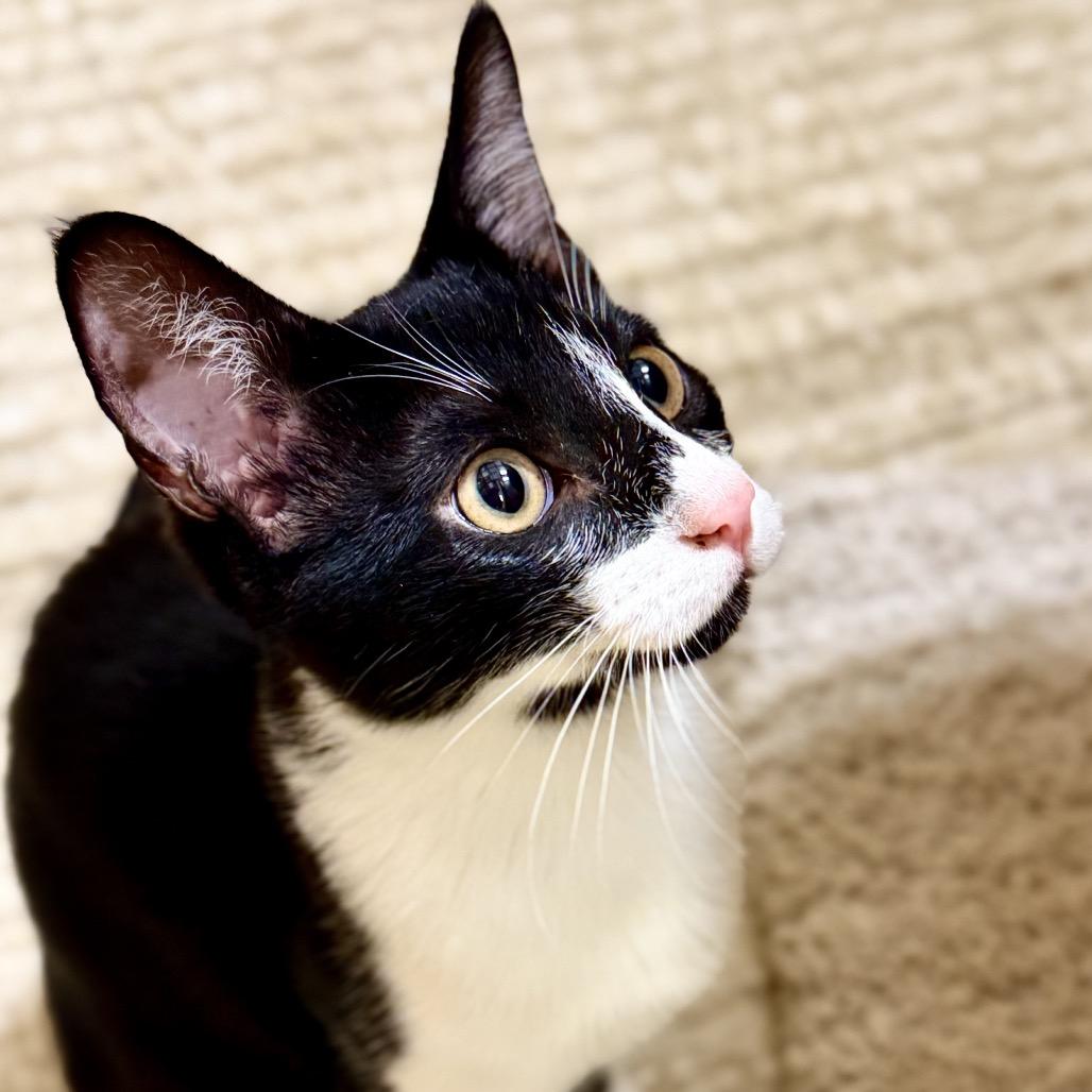 Tucker, a Adoptable Domestic Short Hair in League City, TX image 4/6