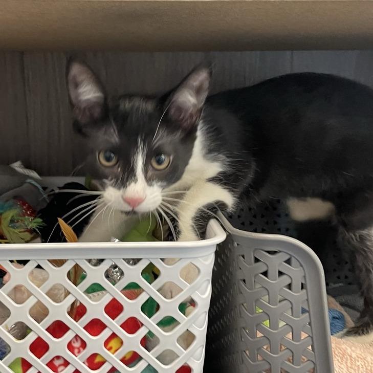 Tucker, a Adoptable Domestic Short Hair in League City, TX image 5/6