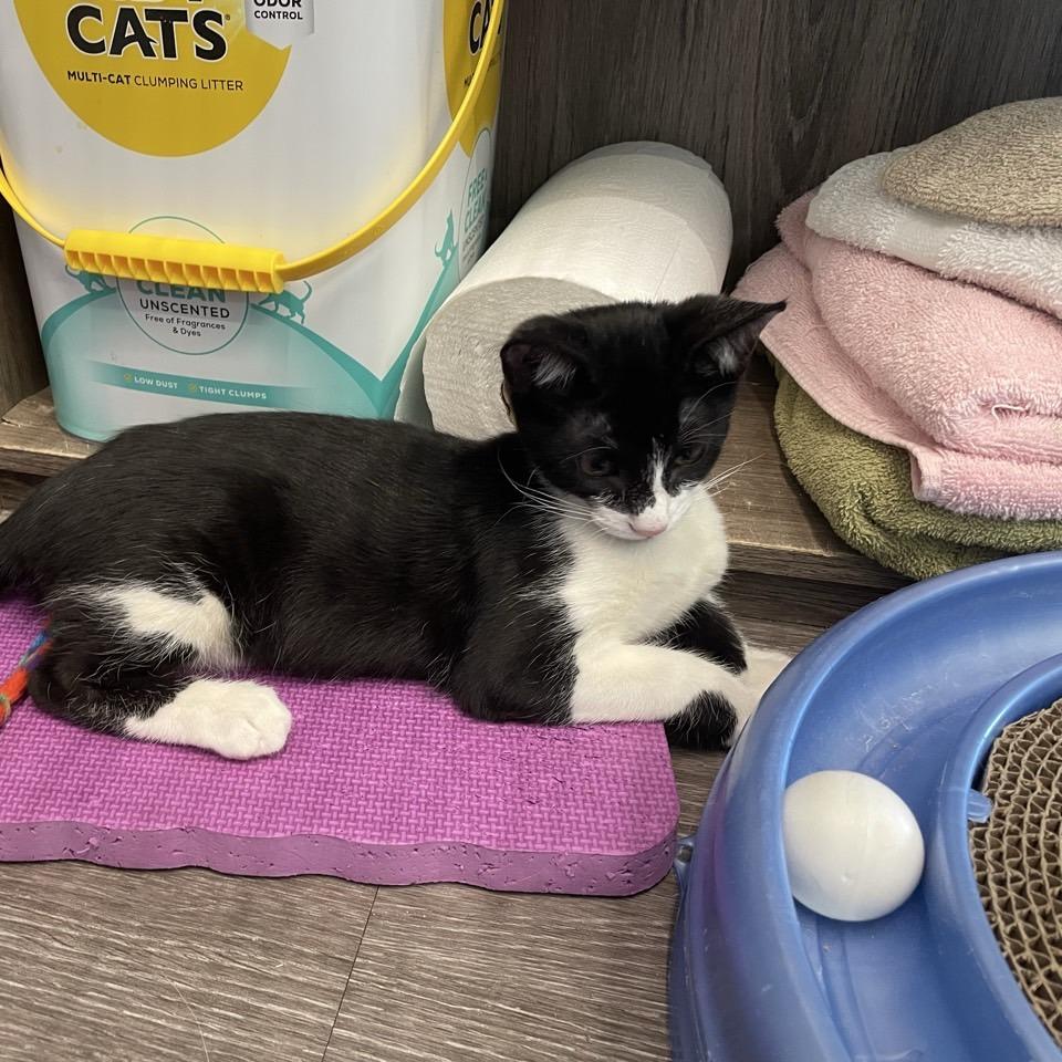 Tucker, a Adoptable Domestic Short Hair in League City, TX image 6/6