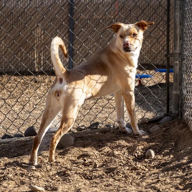 Enlarge PENELOPE, a Adoptable mixed breed in Albuquerque, NM image 1/1