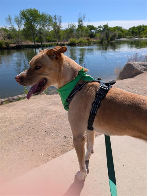 PENELOPE, Adoptable, Young Female Australian Cattle Dog / Blue Heeler & Mixed Breed.