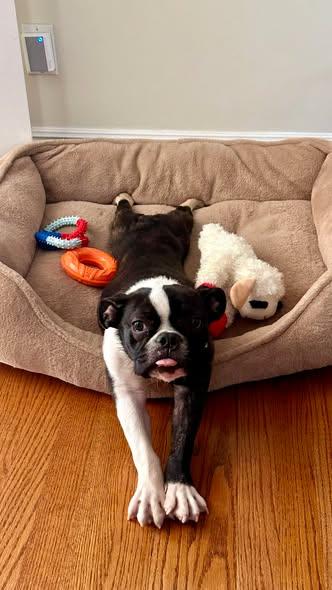 Gus, adopted, Young Male Boston Terrier.