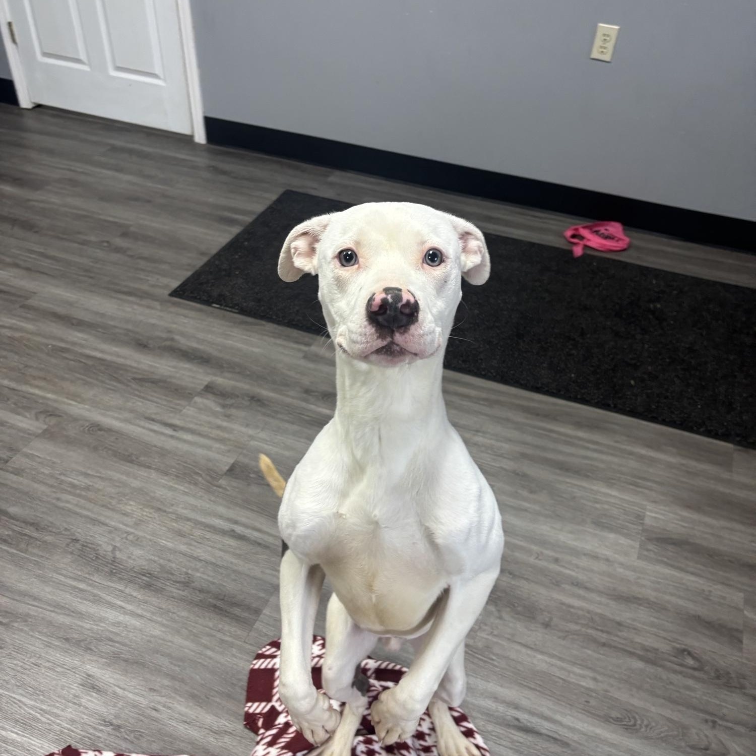 Diesel, ADOPTABLE, Young Male Pit Bull Terrier.