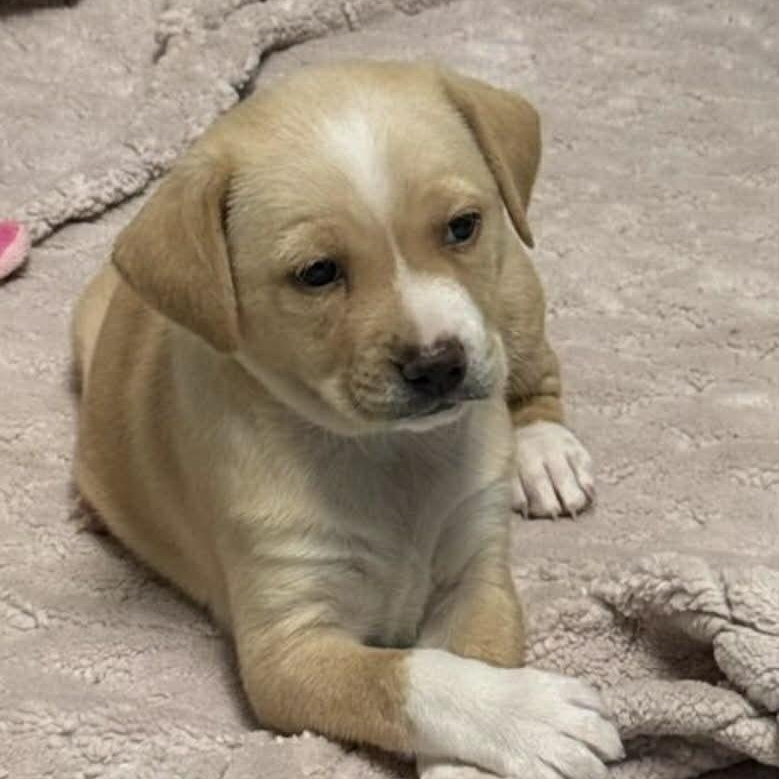 Enlarge Gidget, an adopted mixed breed in Elkton, MD image 1/1