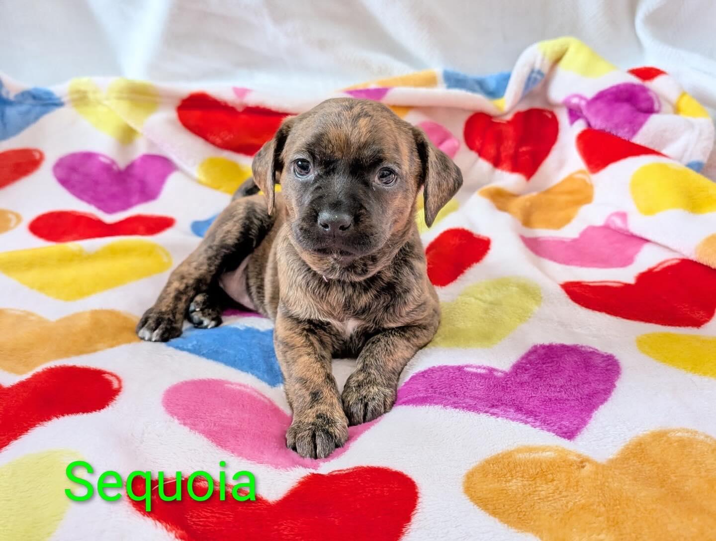 Sequoia, adopted, Puppy Female Plott Hound.