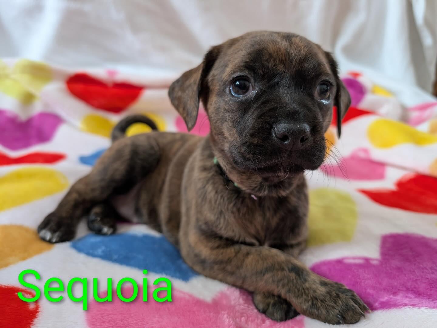 Enlarge Sequoia, an adopted mixed breed in East Amherst, NY image 2/2