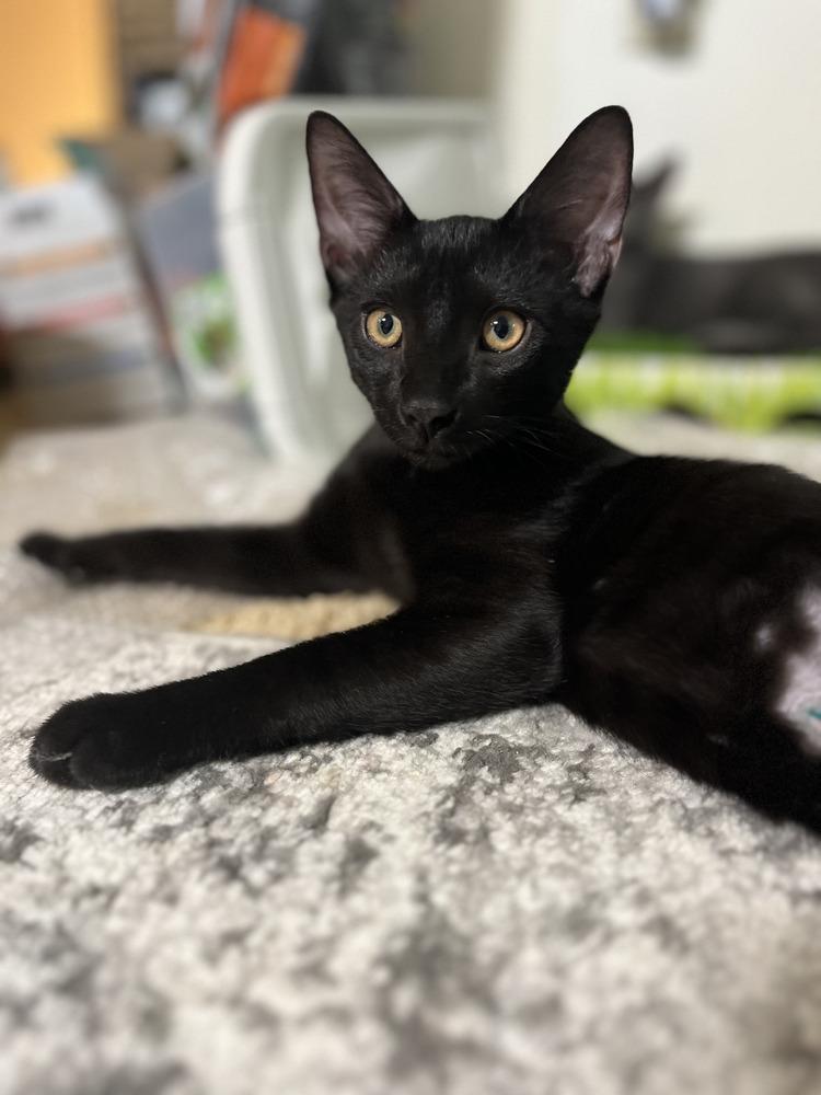 Monk, Adoptable, Kitten Male Domestic Short Hair.