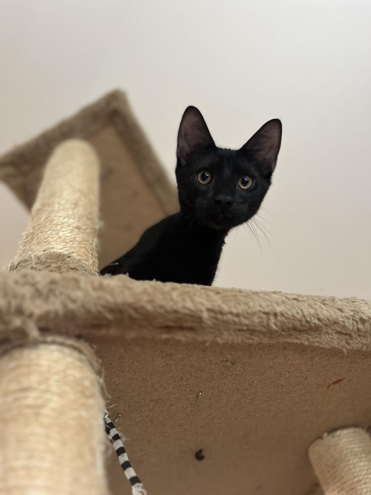 Enlarge Monk, a Adoptable mixed breed in East Greenville, PA image 3/5