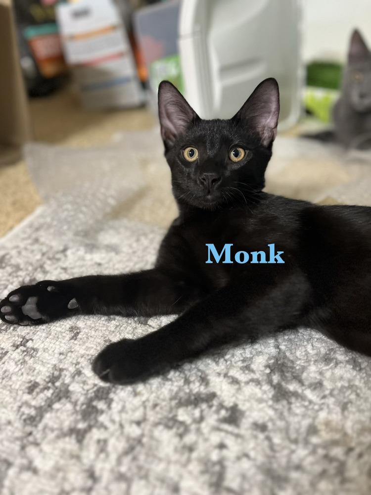 Enlarge Monk, a Adoptable mixed breed in East Greenville, PA image 5/5