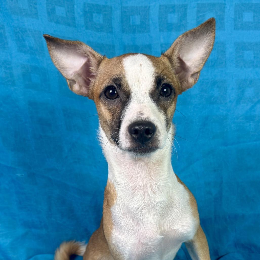 Enlarge Toffee, a Adoptable mixed breed in Austin, TX image 3/4