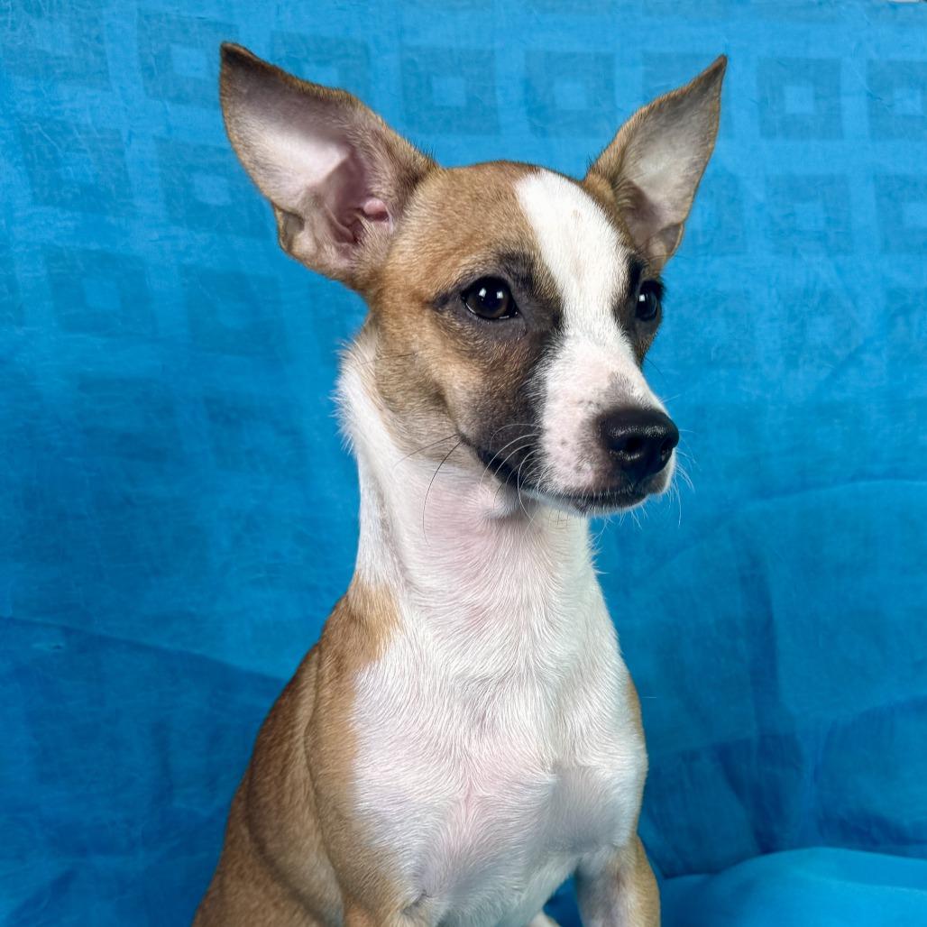 Toffee, Adoptable, Young Female Chihuahua & Rat Terrier.