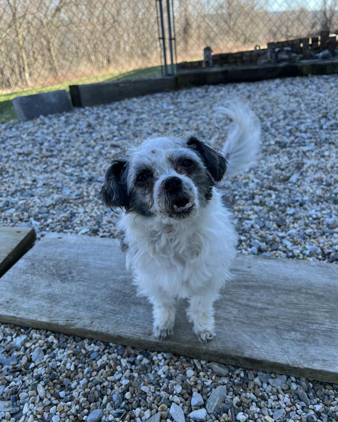 Enlarge Finn, a ADOPTABLE mixed breed in Winsted, CT image 2/3