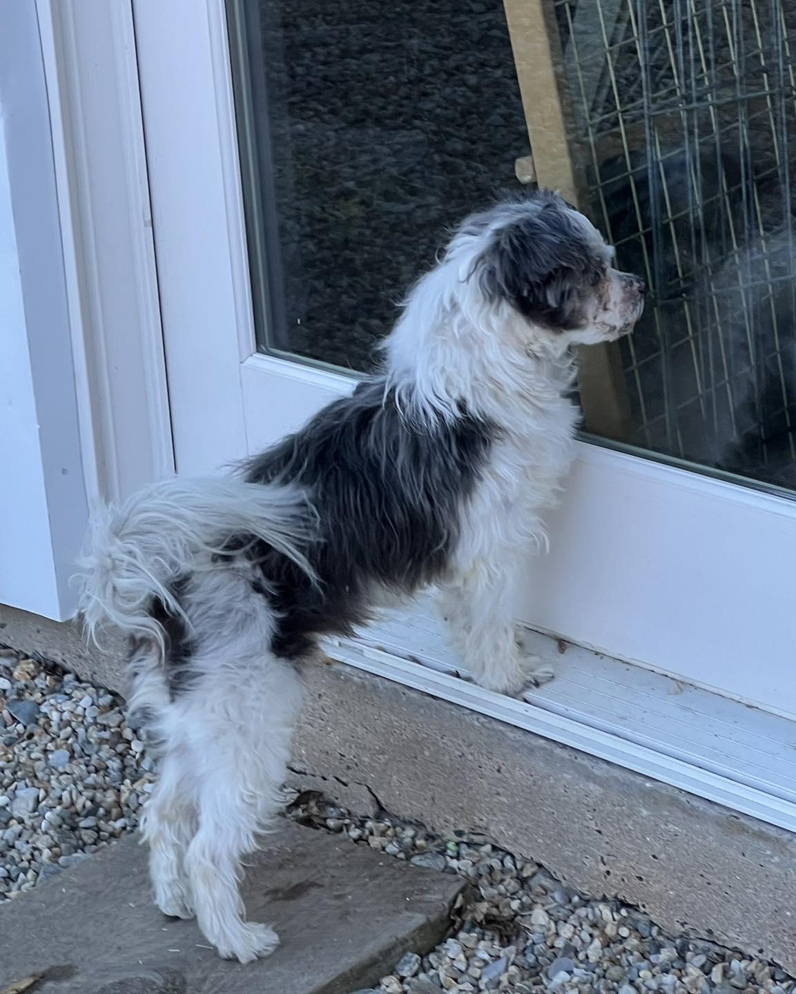 Enlarge Finn, a ADOPTABLE mixed breed in Winsted, CT image 3/3