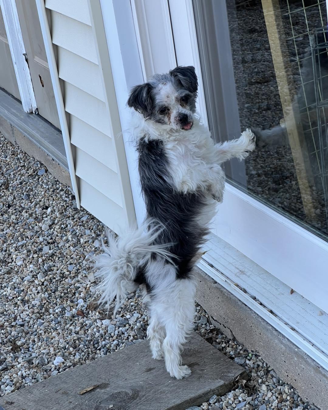 Finn, ADOPTABLE, Young Male Terrier.