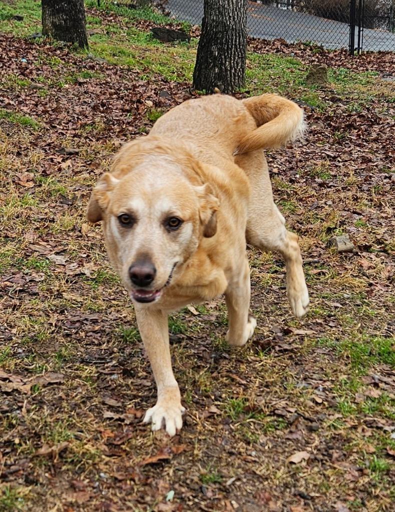 Enlarge Angel, a Adoptable mixed breed in Sherwood, AR image 1/5