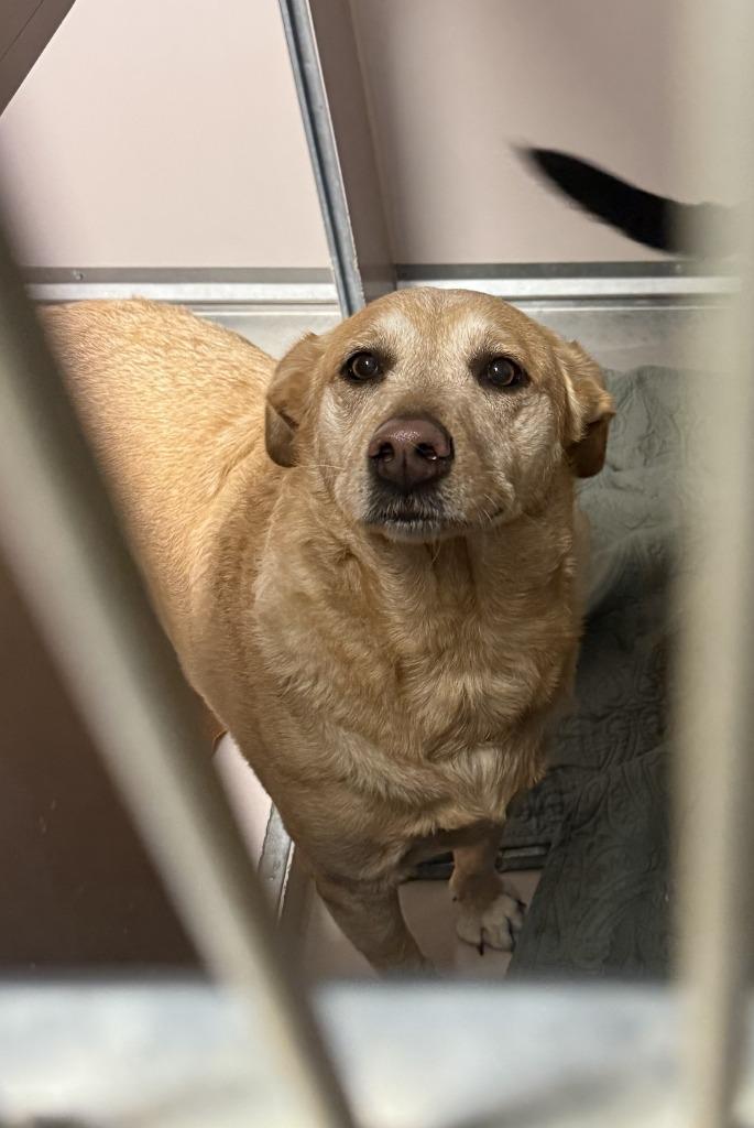 Angel, Adoptable, Adult Female Labrador Retriever & Mixed Breed.