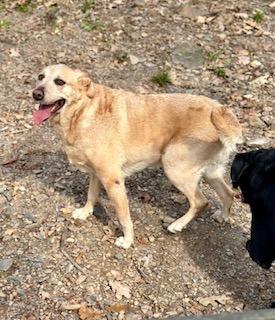 Enlarge Angel, a Adoptable mixed breed in Sherwood, AR image 2/5