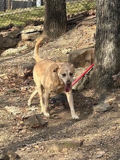Enlarge Angel, a Adoptable mixed breed in Sherwood, AR image 3/5