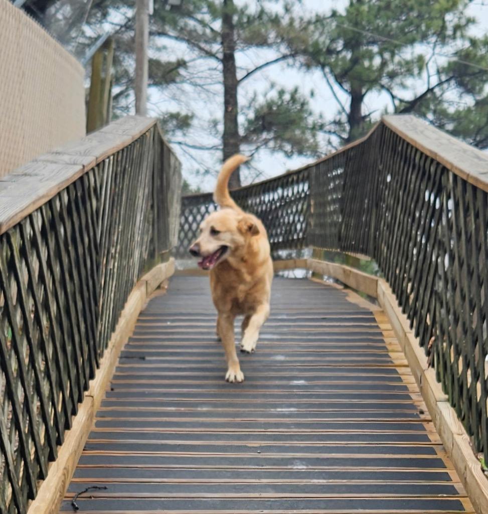 Enlarge Angel, a Adoptable mixed breed in Sherwood, AR image 4/5